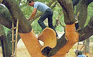 Naturo Lübeck - Bodenbeläge Lübeck