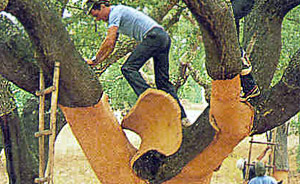 Naturo Lübeck - Bodenbeläge Lübeck